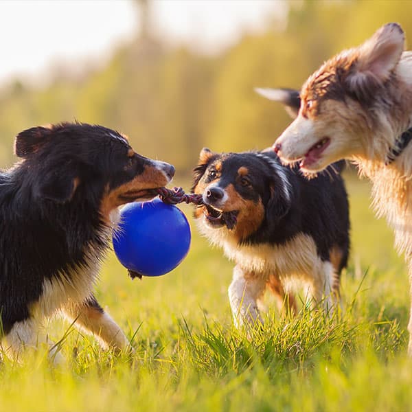Enriching Dog Daycare