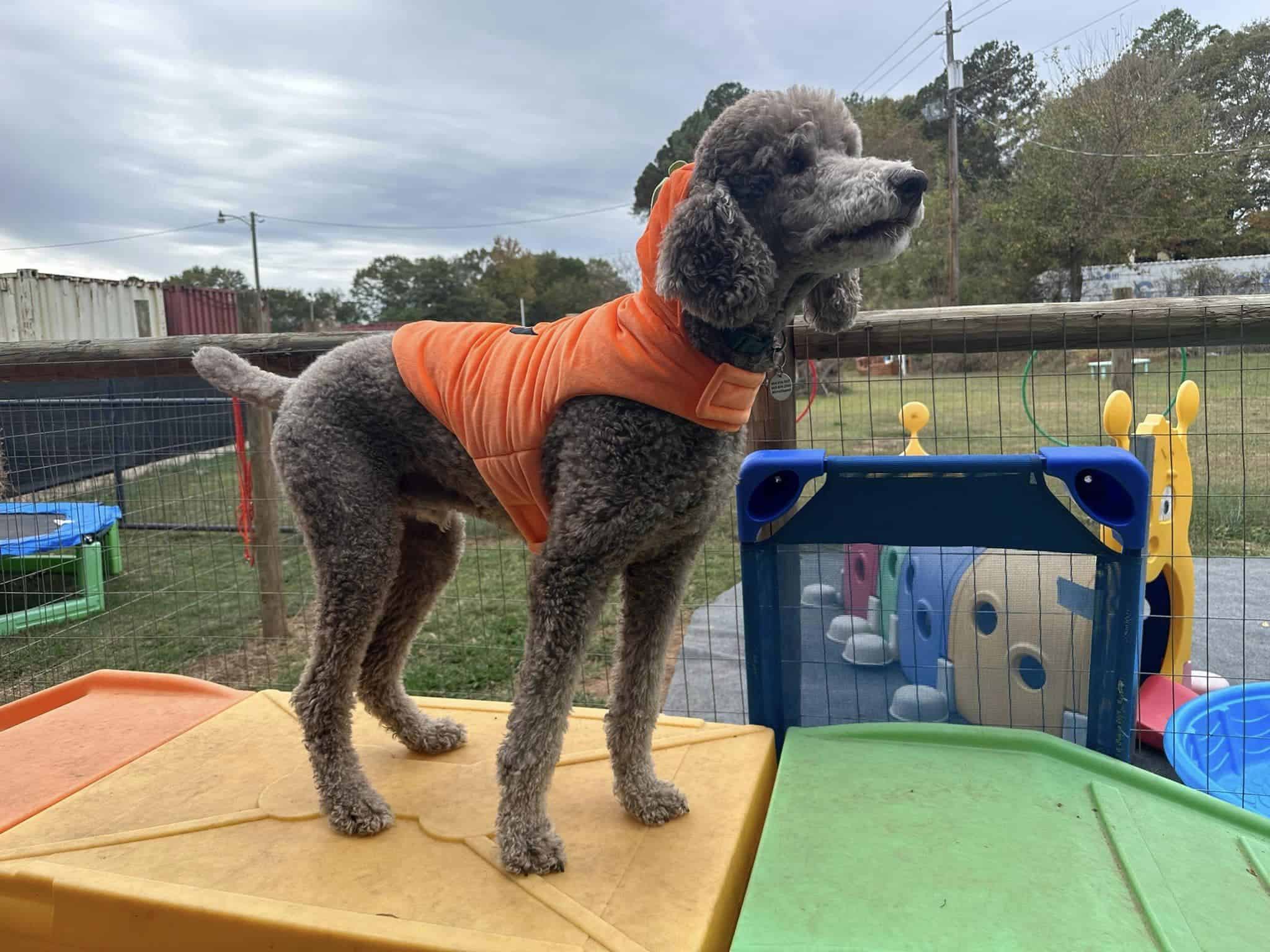 Camp Miracle Paws