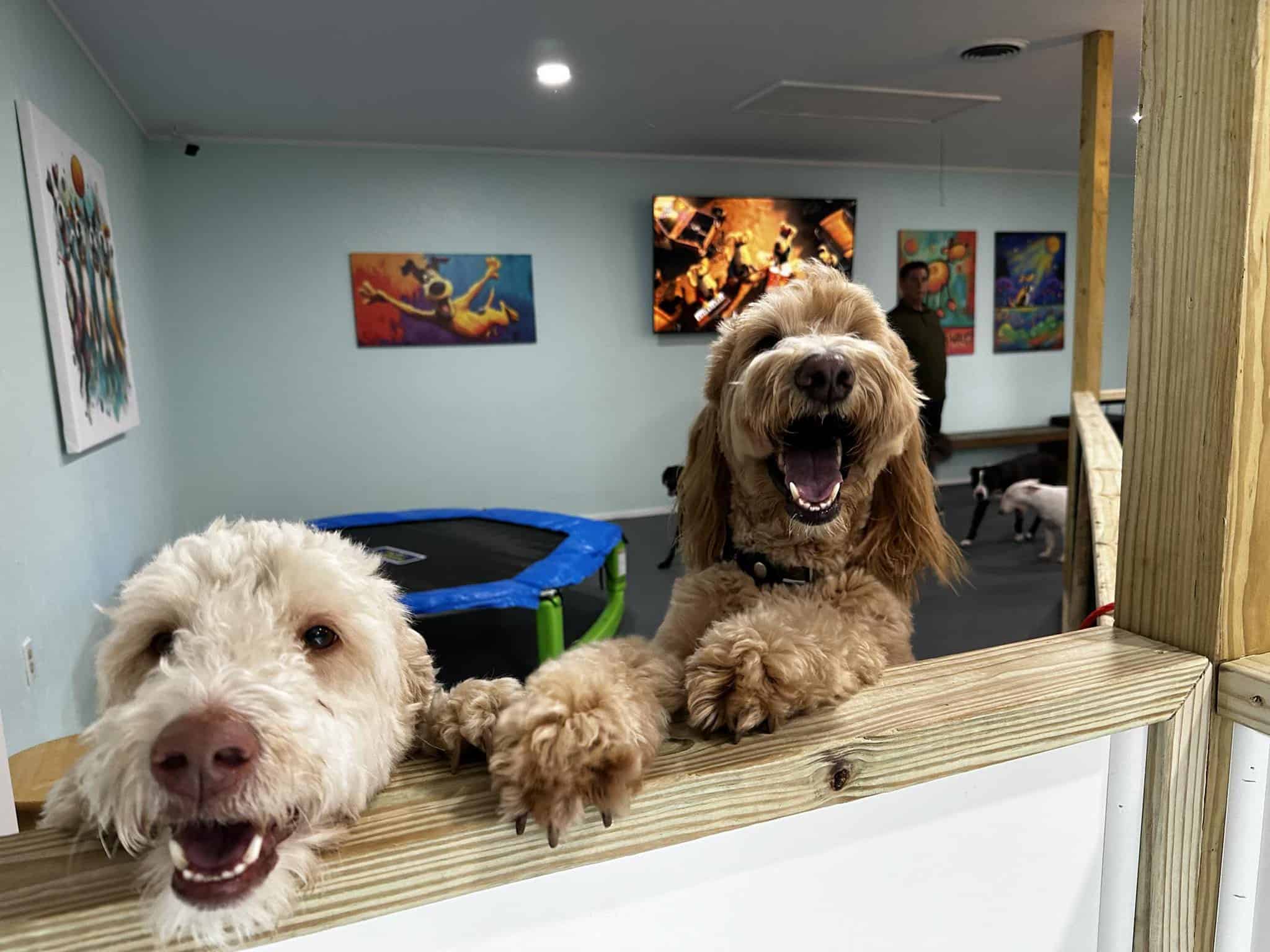 Camp Miracle Paws Daycare