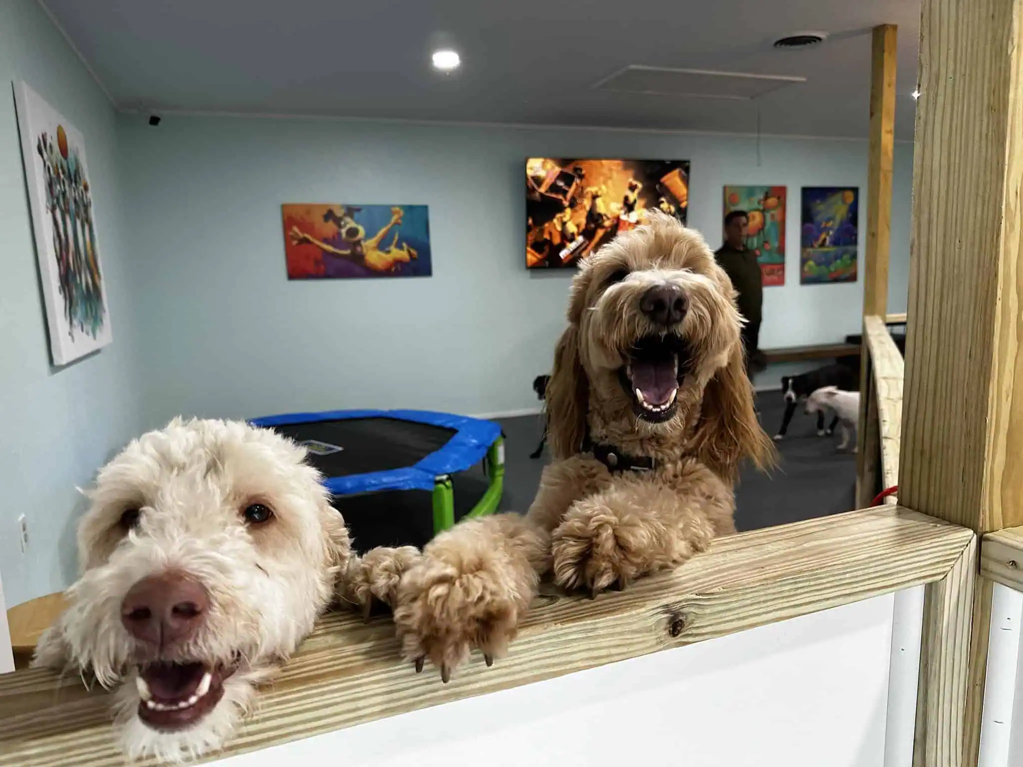 Camp Miracle Paws Daycare