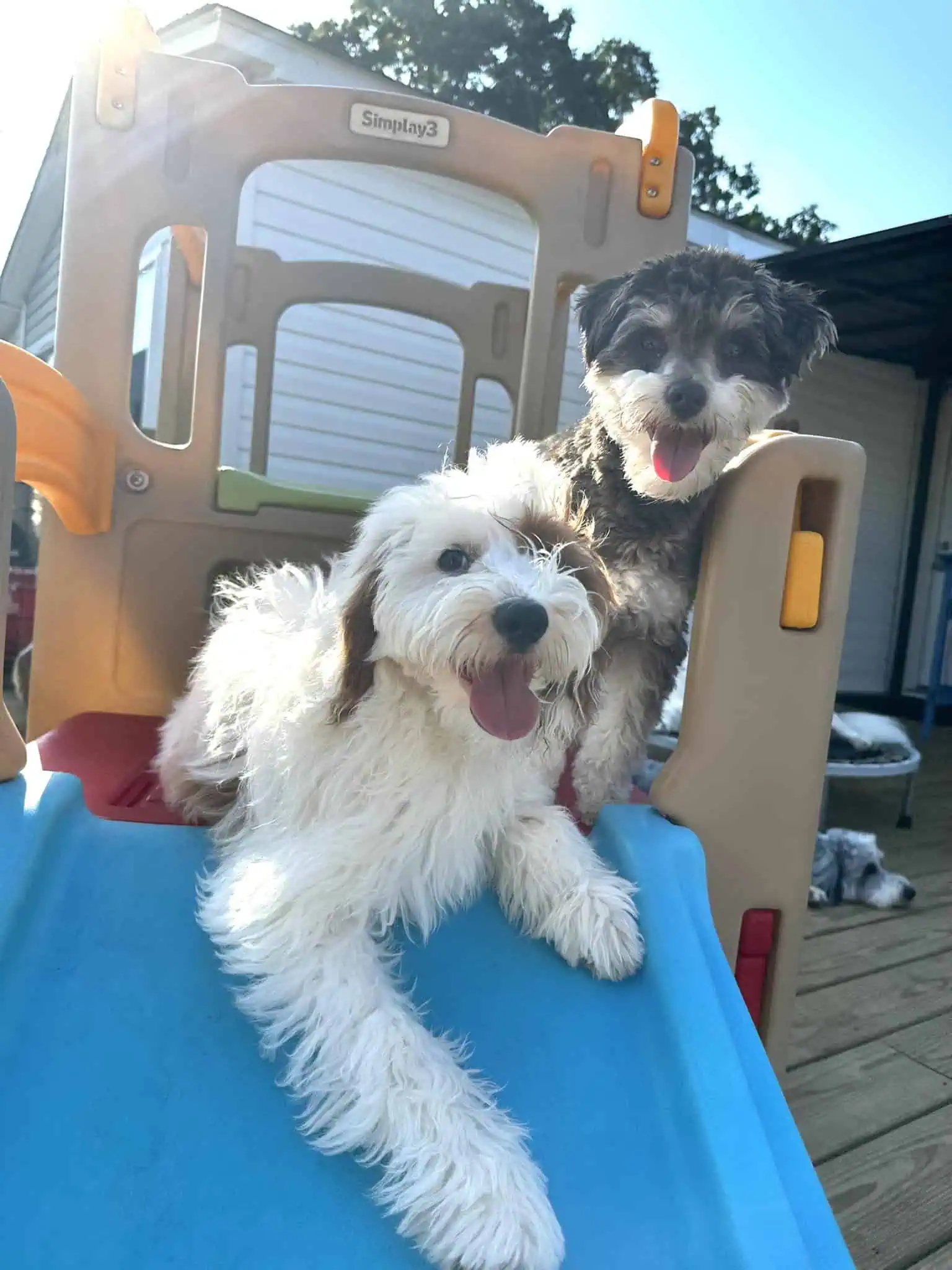 Camp Miracle Paws Puppy Right Start