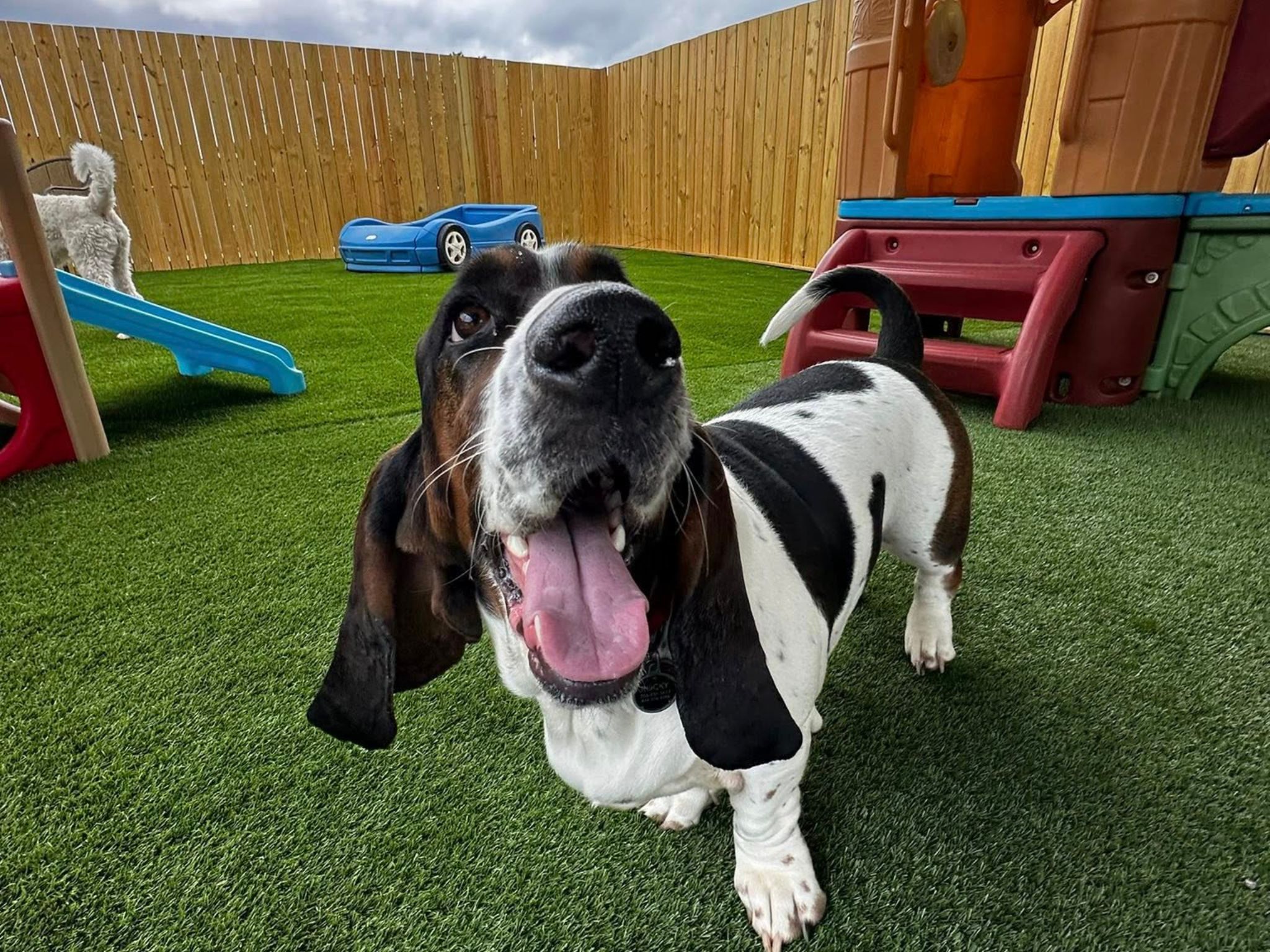 Camp Miracle Paws - Overnight Boarding and Doggy Daycare in Anderson, SC Camp Miracle Paws - Overnight Boarding and Doggy Daycare in Anderson, SC
