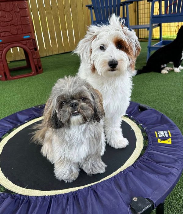 New Comer Information - Camp Miracle Paws - Dog Training, Boarding and Daycare in Anderson, SC (1) New Comer Information - Camp Miracle Paws - Dog Training, Boarding and Daycare in Anderson, SC (1)