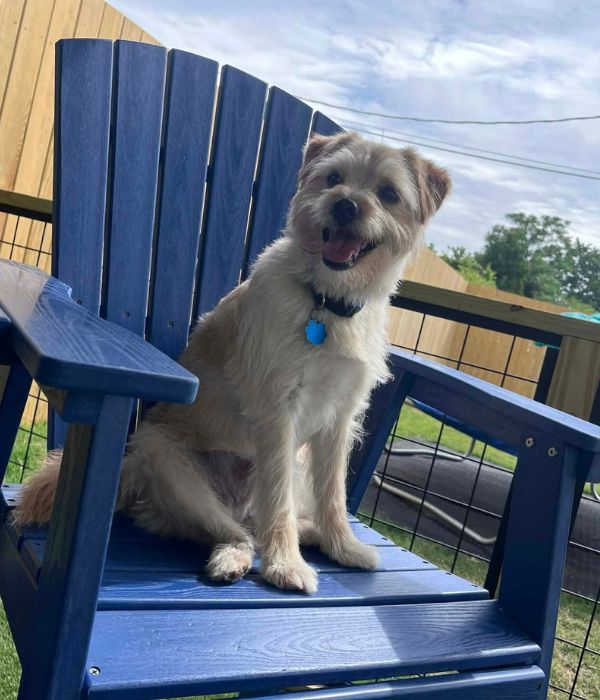 New Comer Information - Camp Miracle Paws - Dog Training, Boarding and Daycare in Anderson, SC