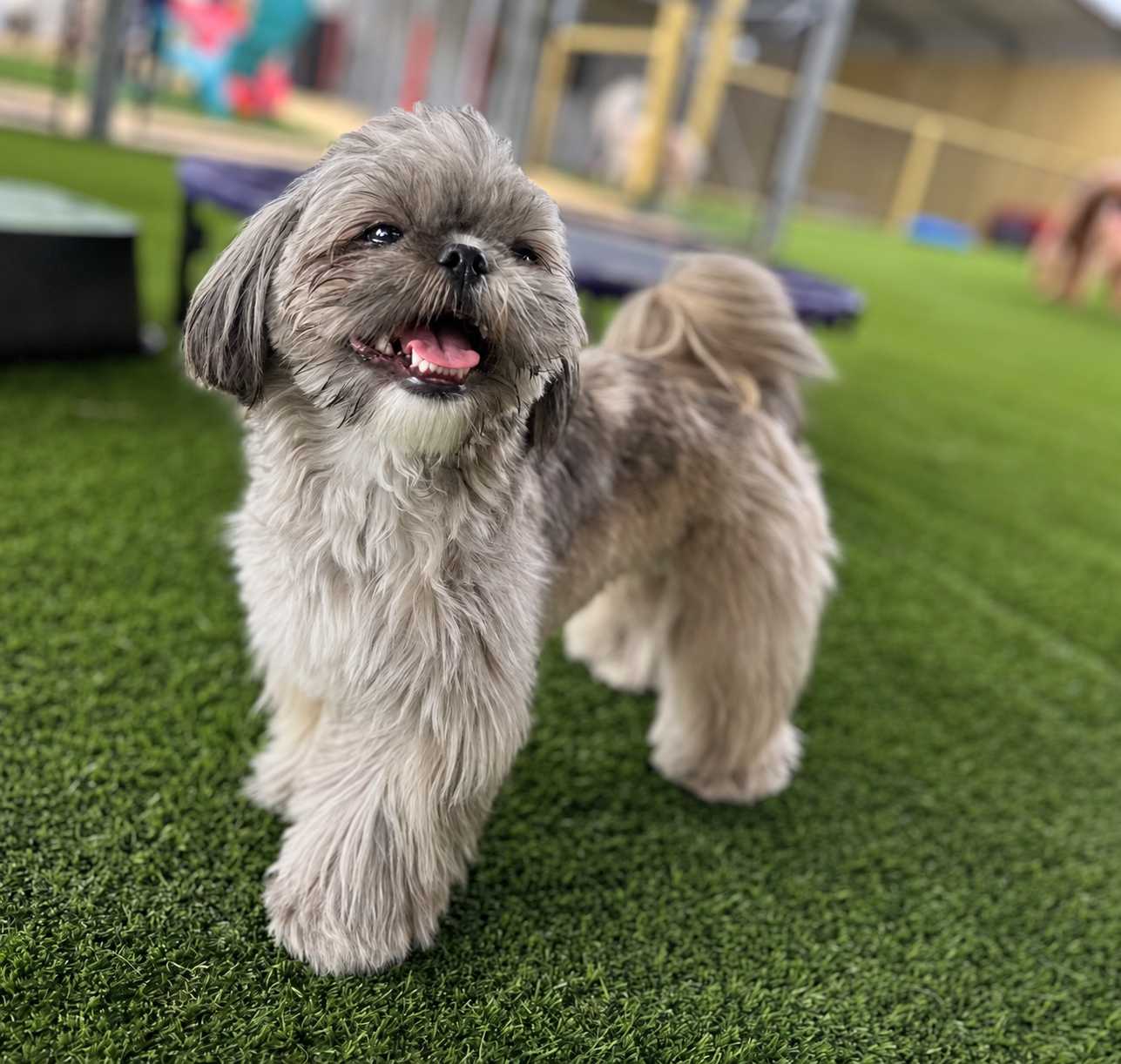 Kiki, Camp Miracle Paws’ Shih Tzu and official door greeter, standing in the daycare play area!