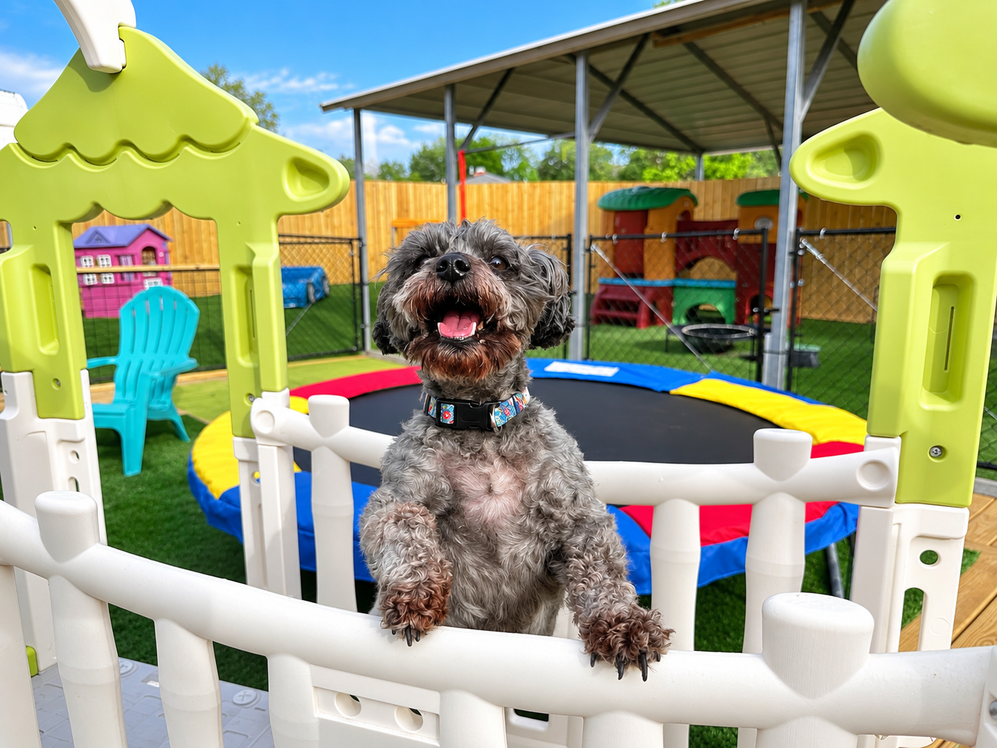 Dog having fun at Camp Miracle Paws